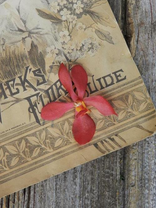 RUBY RED MOKARA ORCHID